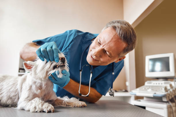 Best Emergency Dental Care for Broken or Chipped Teeth in Cedar Ridge, CA